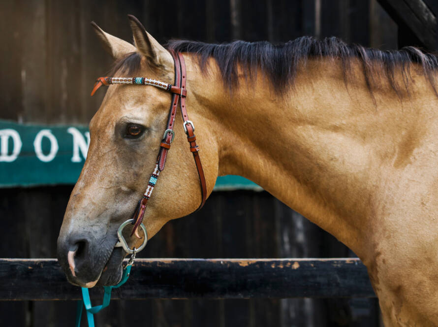 vente de chevaux, poulains, deux ans, trois ans, futurity et derby, poulinières au ca ranch, écurie western spécialisée reining près de lyon