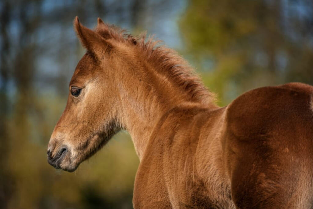 vente de poulains au ca ranch