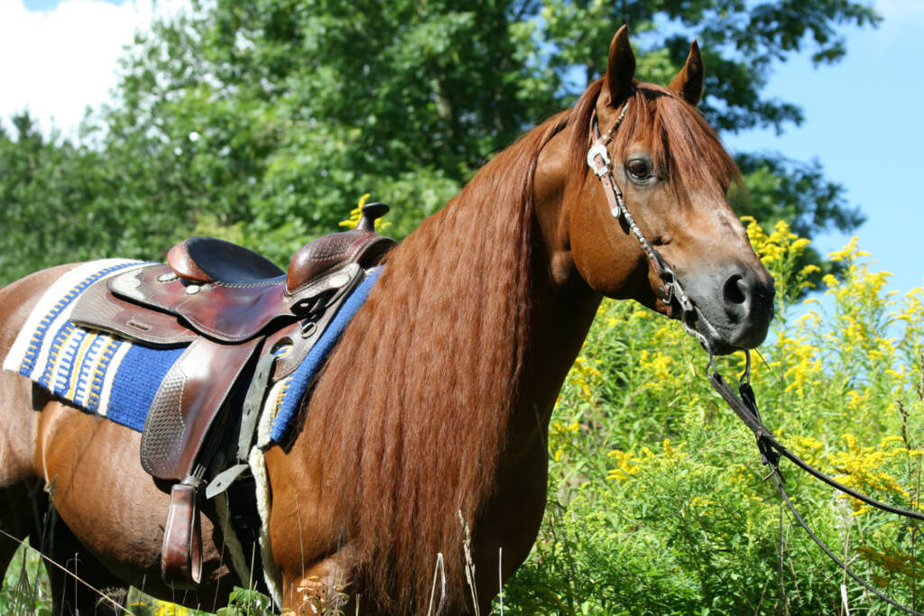 vente de chevaux au ca ranch de reining