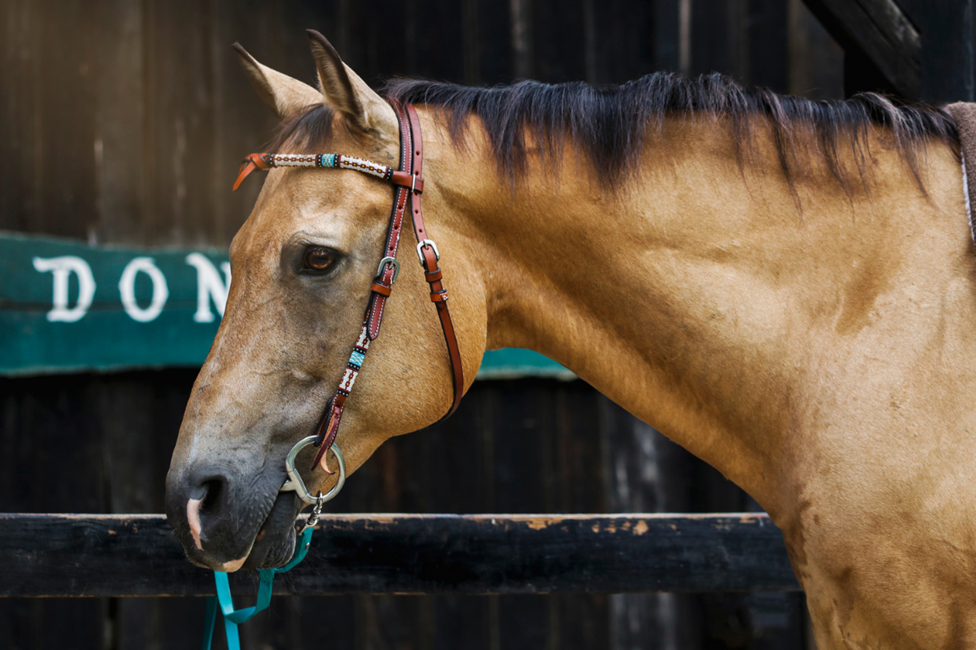 Chevaux à vendre